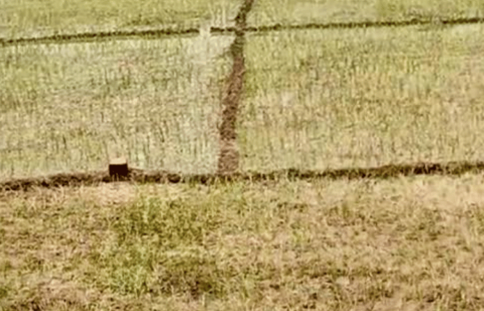 kodaye crop