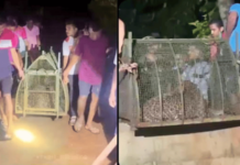 विहिरीत पडलेल्या बिबट्याला वनविभागाने स्थानिक ग्रामस्थांच्या मदतीने वाचवले