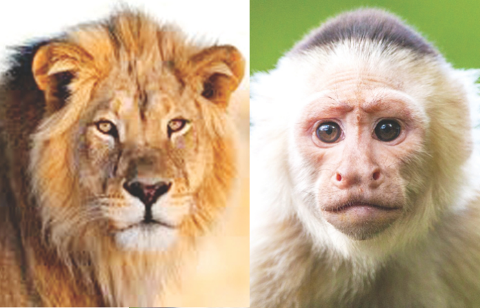lion and monkey