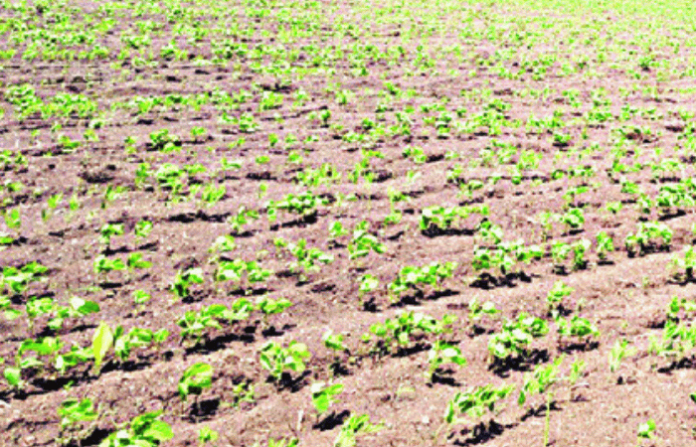 marathwada news