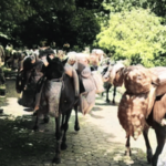 माथेरानच्या पर्यावरणावर हरित लवादाची ‘नजर’, ई-टेम्पोच्या परवानगी आधी सविस्तर आराखडा सादर करा; नगर परिषदेला आदेश