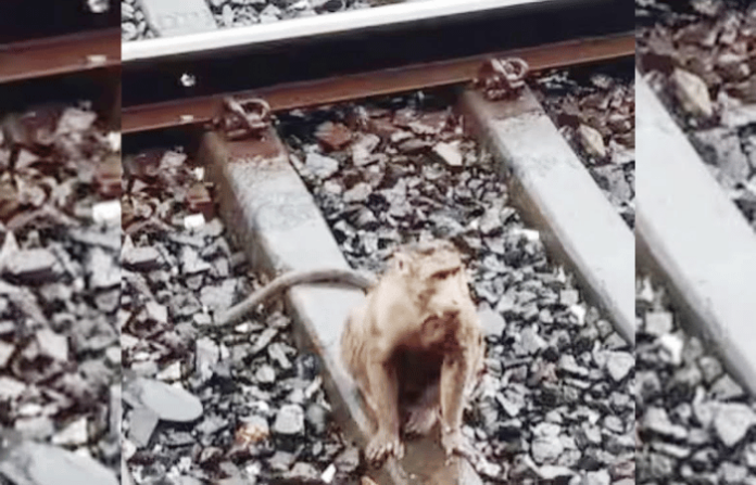 monkey