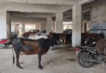मुरबाडच्या आपत्ती व्यवस्थापन कक्षात हम्मा, हम्मा, हम्मा…तहसील कार्यालय बनले कोंडवाडा; पंचायत समिती मोजतेय अखेरच्या घटका