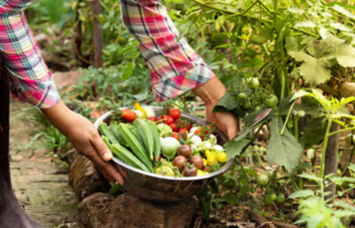 organic farming