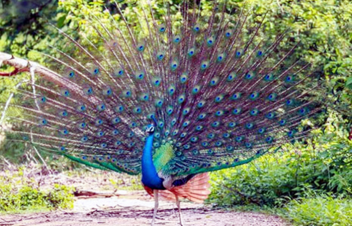 peacock