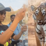‘वाघिणी’ने वाघिणीला जेरबंद केले! डॉ. प्रियल चौरागडे यांनी साधला अचूक नेम