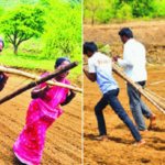 पेरणीसाठी संपूर्ण कुटुंबच जुंपले कुळवाला, आदिवासी बांधवांचा संघर्ष; अकोले तालुक्यातील विदारक वास्तव