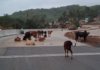 Ratnagiri News – मुंबई गोवा महामार्गावरील सोनवी पुलावर मोकाट गुरांचा ठिय्या; मोठ्या अपघाताची शक्यता