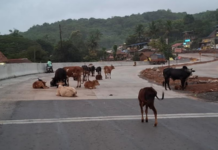 Ratnagiri News – मुंबई गोवा महामार्गावरील सोनवी पुलावर मोकाट गुरांचा ठिय्या; मोठ्या अपघाताची शक्यता