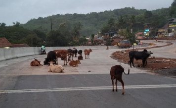 Ratnagiri News – मुंबई गोवा महामार्गावरील सोनवी पुलावर मोकाट गुरांचा ठिय्या; मोठ्या अपघाताची शक्यता