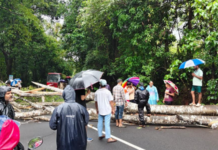 Ratnagiri News – दापोली-खेड मार्गावरील टाळसुरे ग्रामदेवता मानाईदेवी मंदिरासमोर रस्त्यावर झाड कोसळले; काही काळ वाहतूक विस्कळीत