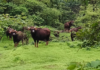 Ratnagiri News – साखरपा गुरववाडीत गव्यांचा कळप; शेतकऱ्यांमध्ये भितीचे वातावरण