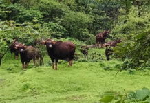 Ratnagiri News – साखरपा गुरववाडीत गव्यांचा कळप; शेतकऱ्यांमध्ये भितीचे वातावरण