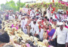काटेवाडीत रंगले मेंढ्यांचे गोल रिंगण