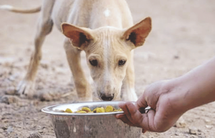 stray dogs