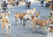 50 हजार भटक्या कुत्र्यांचा बंदोबस्त करणार!