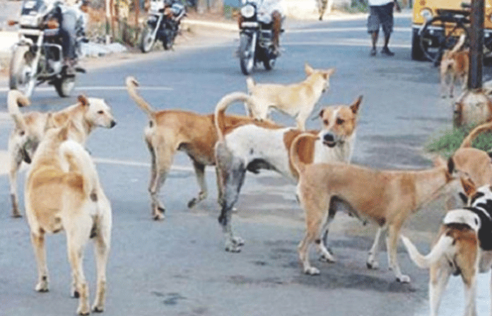 stray dogs