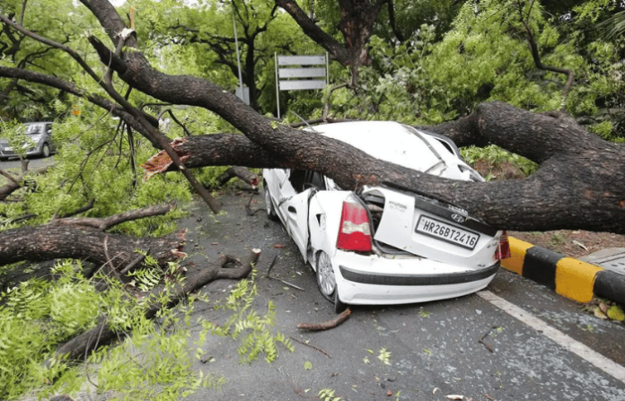 tree fall