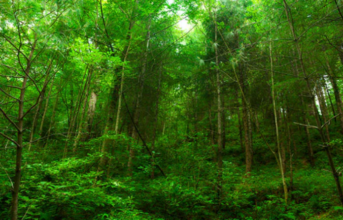 Eco-Sensitive Zone