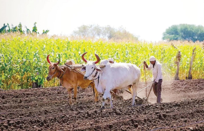 Farmer (2)