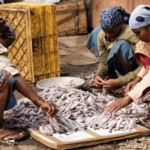 मासेमारी सुरू; म्हावरं स्वस्त! बोंबील, कोळंबी, मांदेलीची बोहनी, खवय्यांची चंगळ