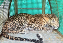 Ratnagiri News – साडवलीत विहिरीत पडलेल्या बिबट्याची वन विभागाने केली यशस्वी सुटका