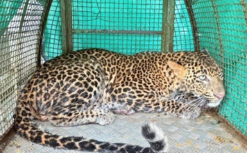 Ratnagiri News – साडवलीत विहिरीत पडलेल्या बिबट्याची वन विभागाने केली यशस्वी सुटका