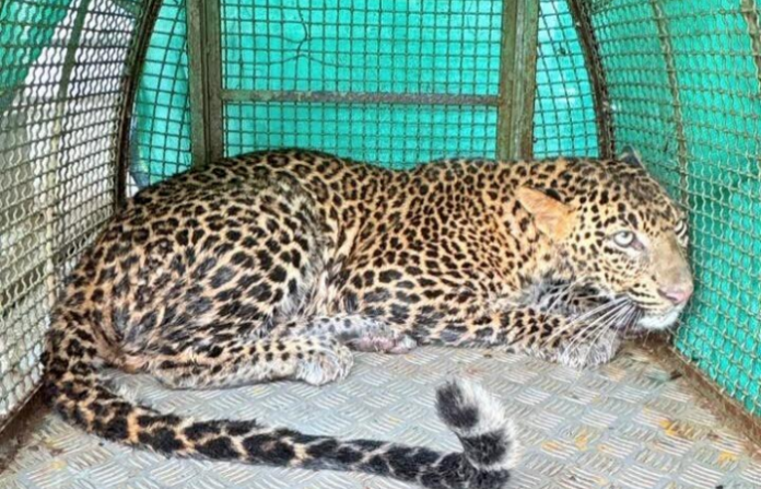 Leopard