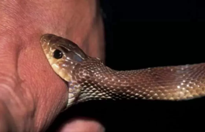 Snake Bite