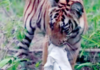 ताडोबामध्ये बछडय़ाच्या जबडय़ात रुमाल; कचरा आणि मानवी हस्तक्षेपाचा प्रश्न ऐरणीवर