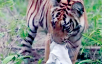 ताडोबामध्ये बछडय़ाच्या जबडय़ात रुमाल; कचरा आणि मानवी हस्तक्षेपाचा प्रश्न ऐरणीवर