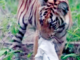 ताडोबामध्ये बछडय़ाच्या जबडय़ात रुमाल; कचरा आणि मानवी हस्तक्षेपाचा प्रश्न ऐरणीवर