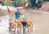 ट्रेंड – कुत्र्यांना जुंपून चालवली गाडी