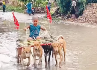 ट्रेंड – कुत्र्यांना जुंपून चालवली गाडी