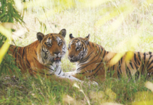 गोरेवाड्यातील वाघ आणि बिबटे हरयाणा, हिमाचल प्रदेश, नागालँड, पुण्याला देणार