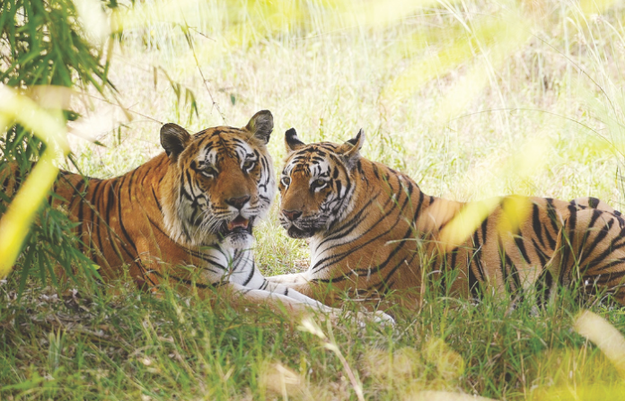 Gorewada Zoo