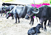 तुकाराम मुंढेंच्या कारवाईचा ‘इफेक्ट’, दुग्धजन्य पदार्थांच्या भेसळीला लगाम; दुभत्या जनावरांच्या किमती वाढल्या