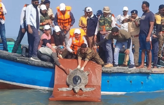 dhaval laxmi turtle