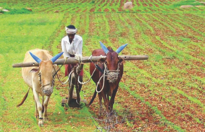farmer