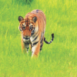 अवतीभवती – वन्यजीवांचा संघर्ष