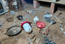 संगमेश्वर तालुक्यात बिबट्याची दहशत, शेवरवाडीतील कुक्कुटपालक यांचे मोठे आर्थिक नुकसान