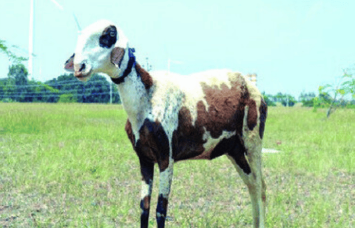 Madgyal sheep
