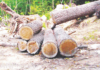 mumbai-bmc-files-fir-against-two-housing-societies-for-illegal-tree-cutting-poisoning