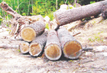 mumbai-bmc-files-fir-against-two-housing-societies-for-illegal-tree-cutting-poisoning