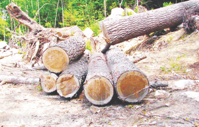 mumbai-bmc-files-fir-against-two-housing-societies-for-illegal-tree-cutting-poisoning mumbai-bmc-files-fir-against-two-housing-societies-for-illegal-tree-cutting-poisoning