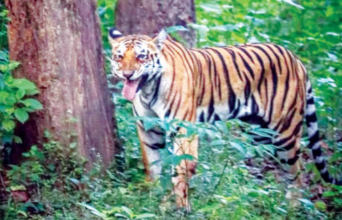 tiger