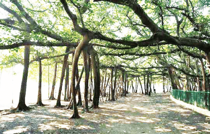 tree