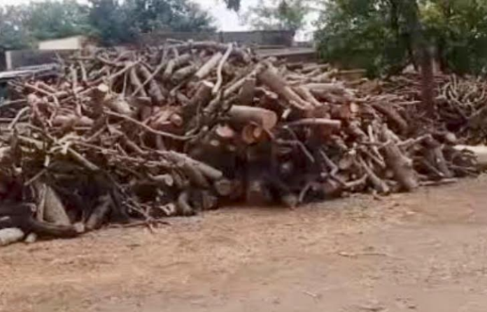 tree cut