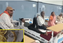 Chandrapur News – चिवड्यात पाल आढळल्याने ७ जणांची प्रकृती बिघडली, वरोरा शहरातील घटना