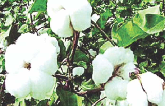 Cotton Farm